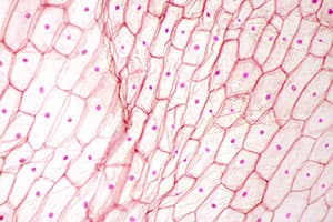 Microscopic view of human skin