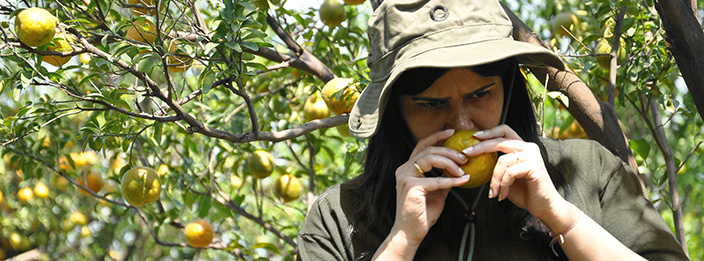 TasteTrek Citrus, India