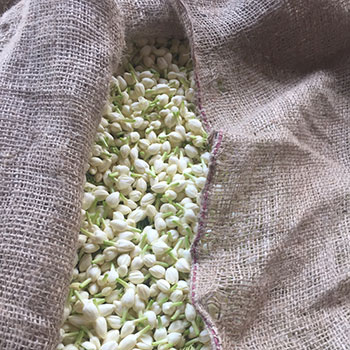 Jasmin buds Jasmin buds