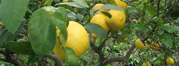 Bergamot Tree For Sale