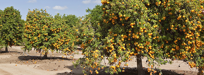 Citrus Grove at University of California, Riverside (UCR)