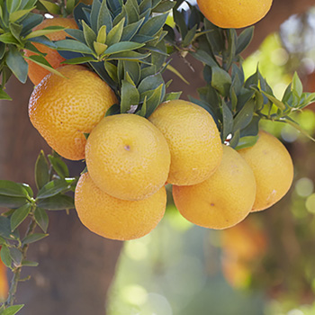 India lime TasteTrek Citrus