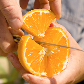 TasteTrek Citrus TasteTrek Citrus