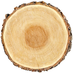 Inner bark quillaia Inner bark quillaia