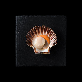 Raw scallops Raw scallops