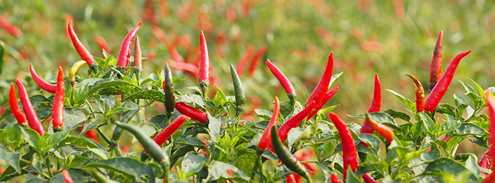 India: Chilli pepper