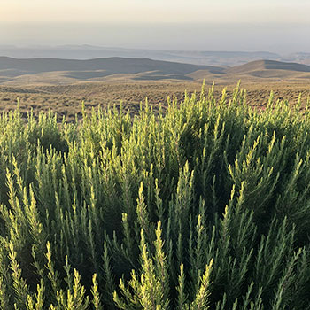 Rosemary field in Morocco