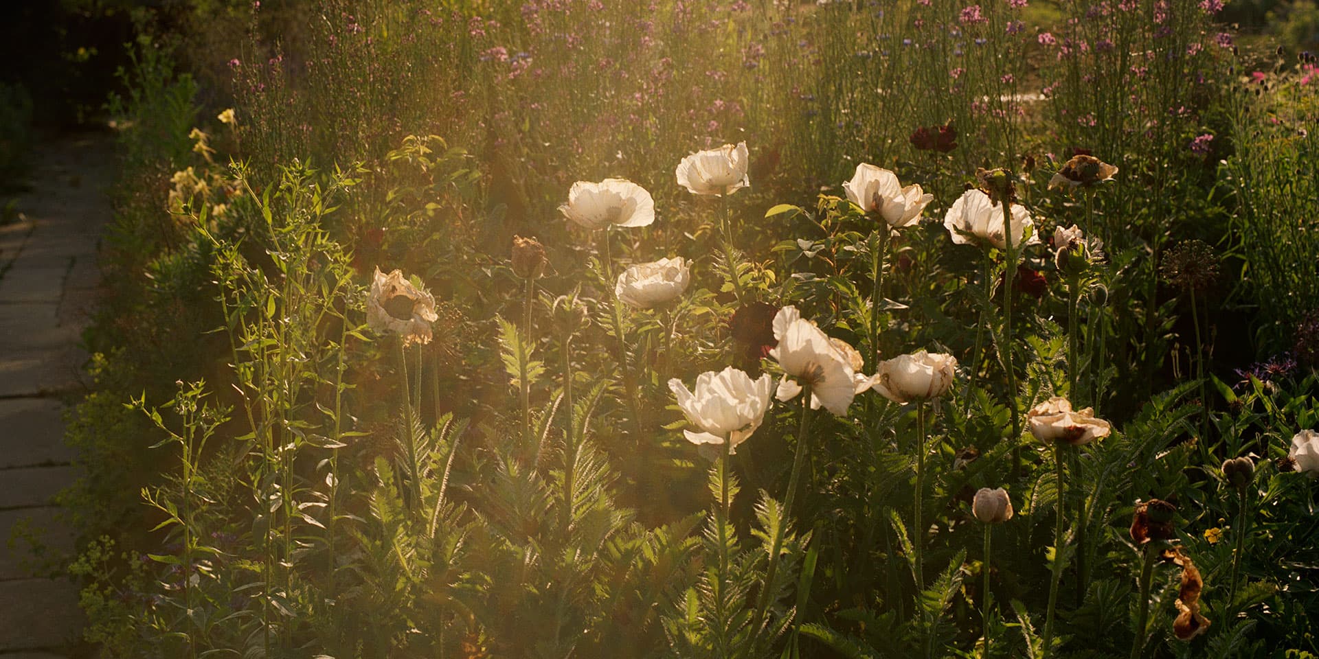 Field with white flowers