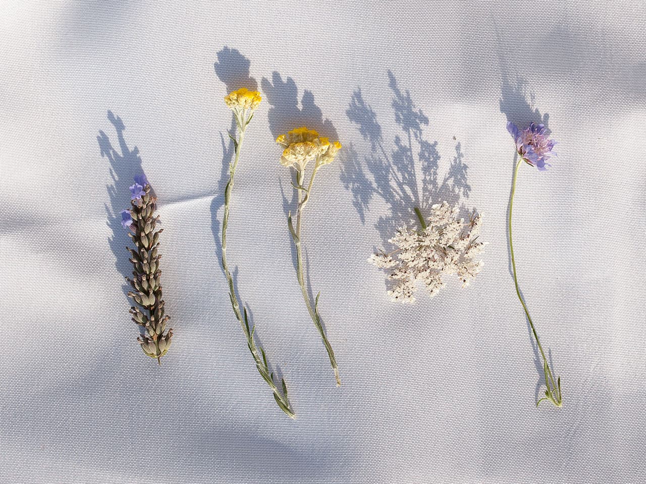 Flowers on white cloth