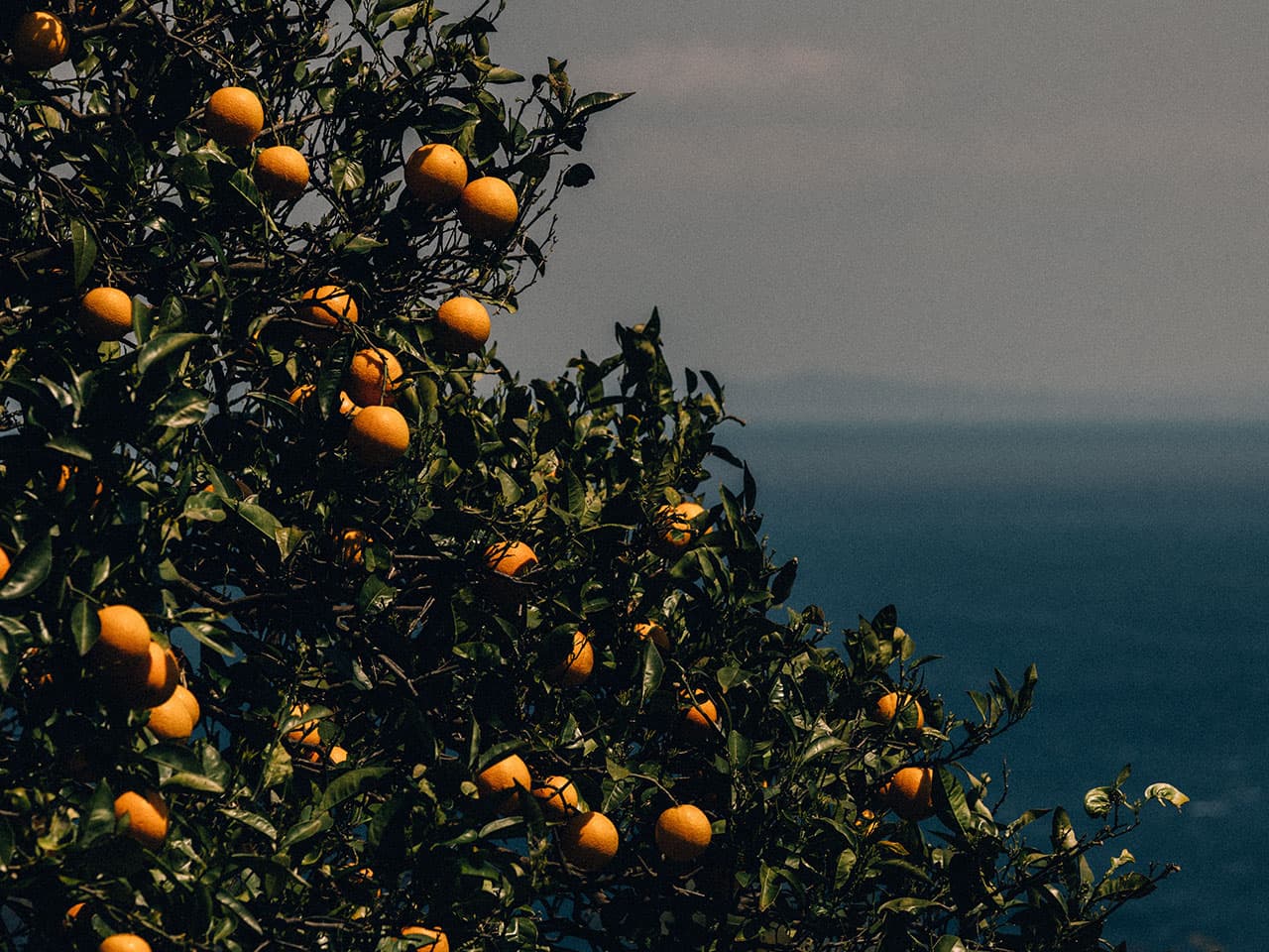 Orange tree by the sea