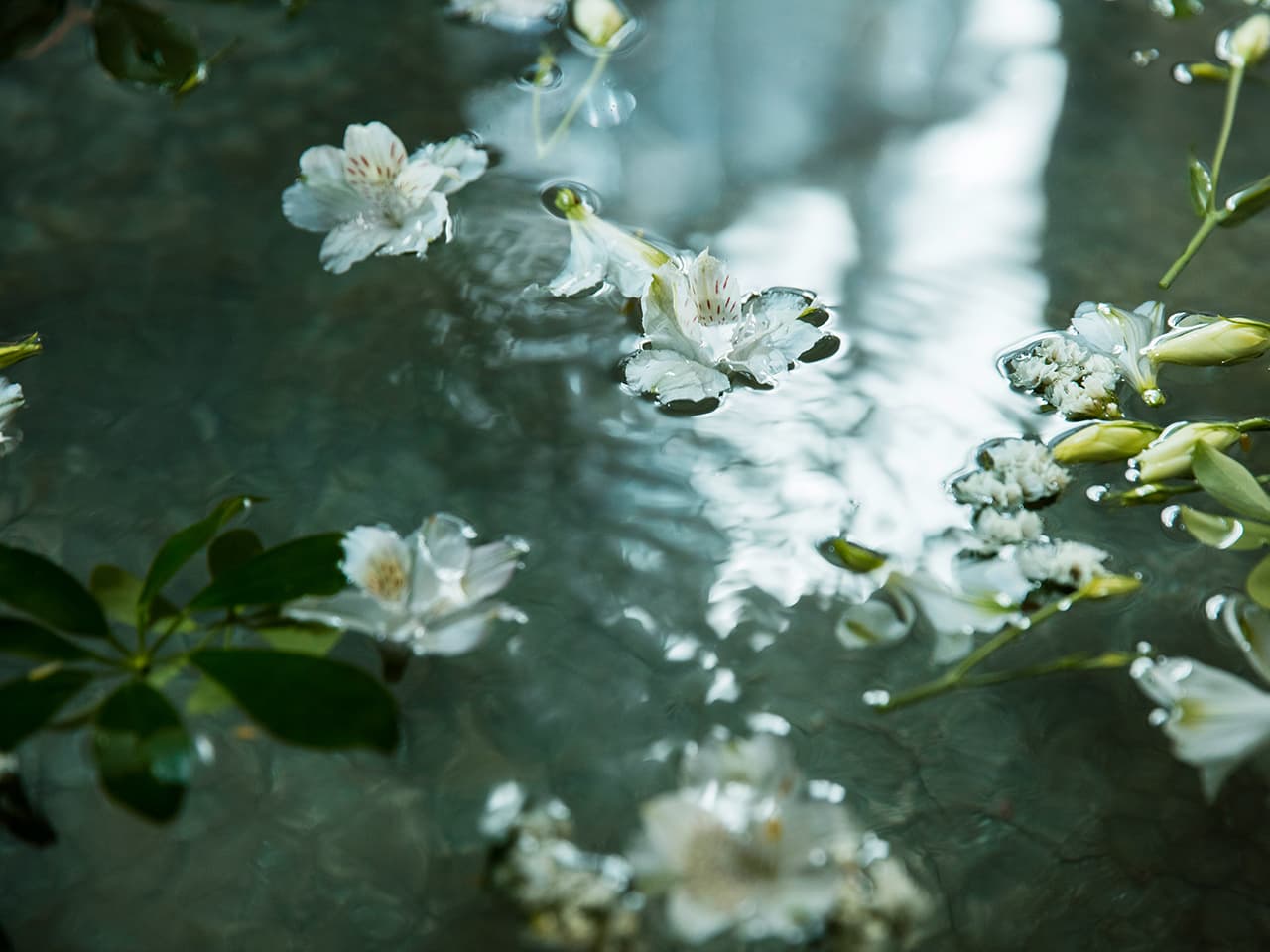 Flowers floating on water