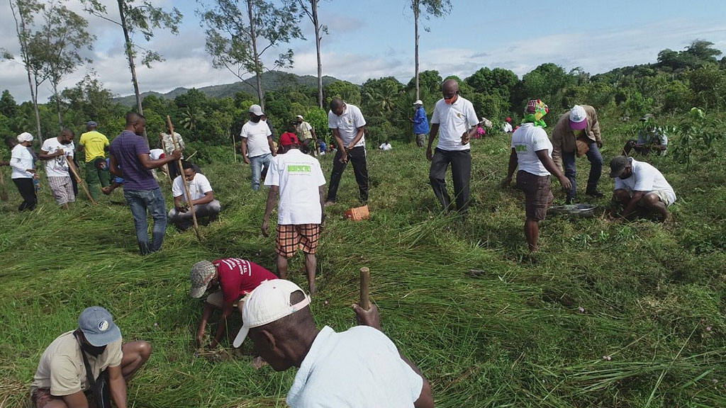 Tree planting