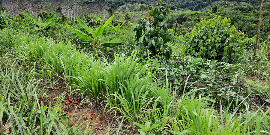 Guarana programme: crop association