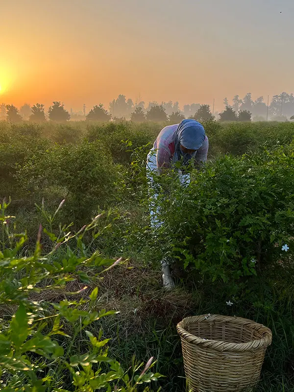 Jasmine harvest