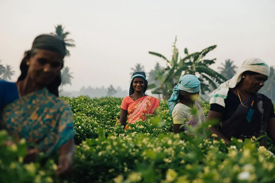 Harvesting jasmine sambac in India