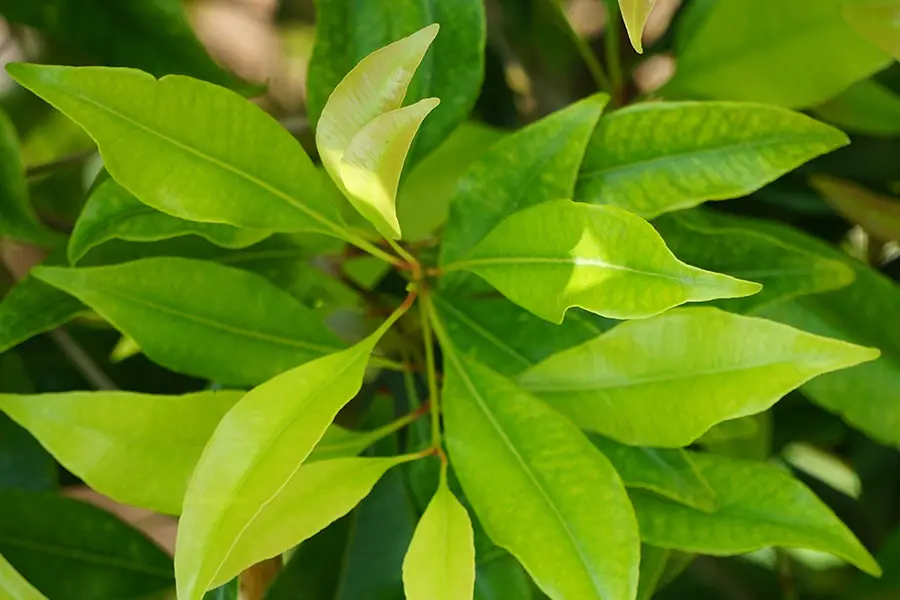 Clove cleaves