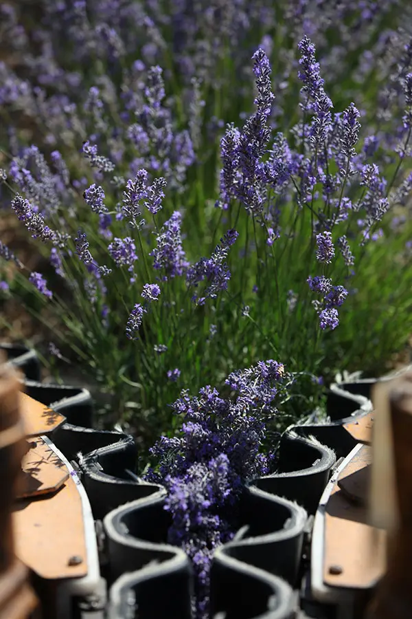 Industrial harvesting of lavender