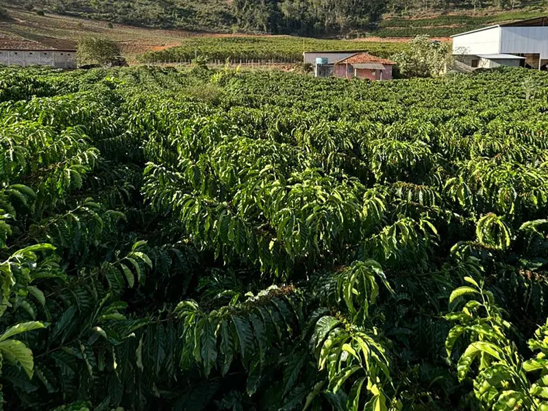 A field with coffee trees