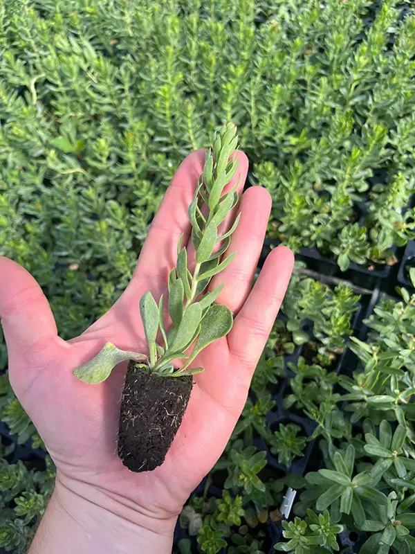 Young Rhodiola rosea plant on a stretched hand