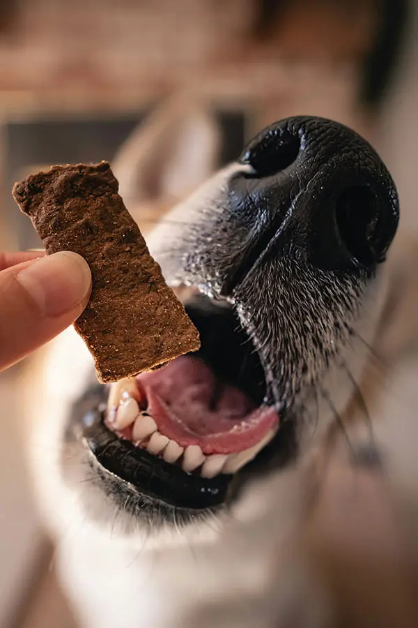 Dog getting a dried meat strip as a snack