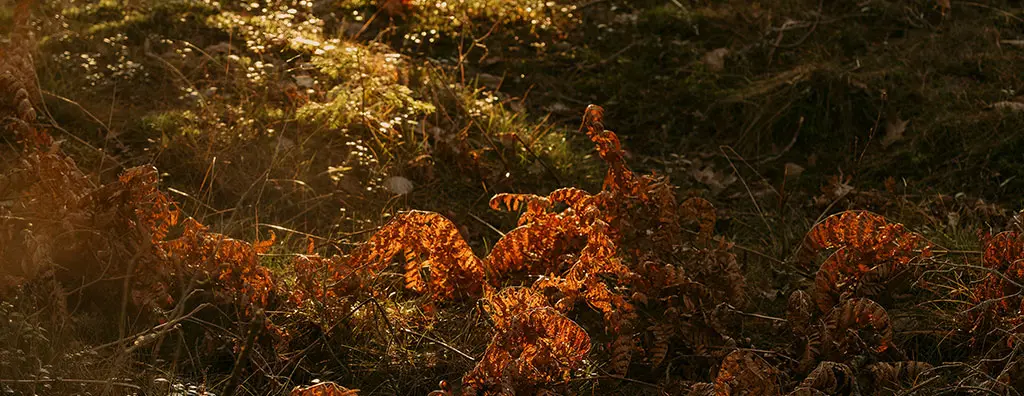 Golden ferns and grasses cover the forest floor, illuminated by soft sunlight filtering through the trees. 