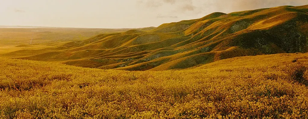 Rolling hills covered in golden grasses, under a soft, warm light. 
