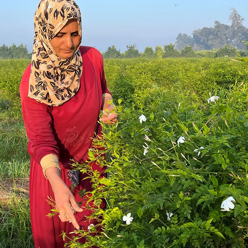 A woman in a patterned scarf gently tends to a jasmine plant, surrounded by lush green foliage. The morning sun casts a warm glow, enhancing the peaceful rural setting.
