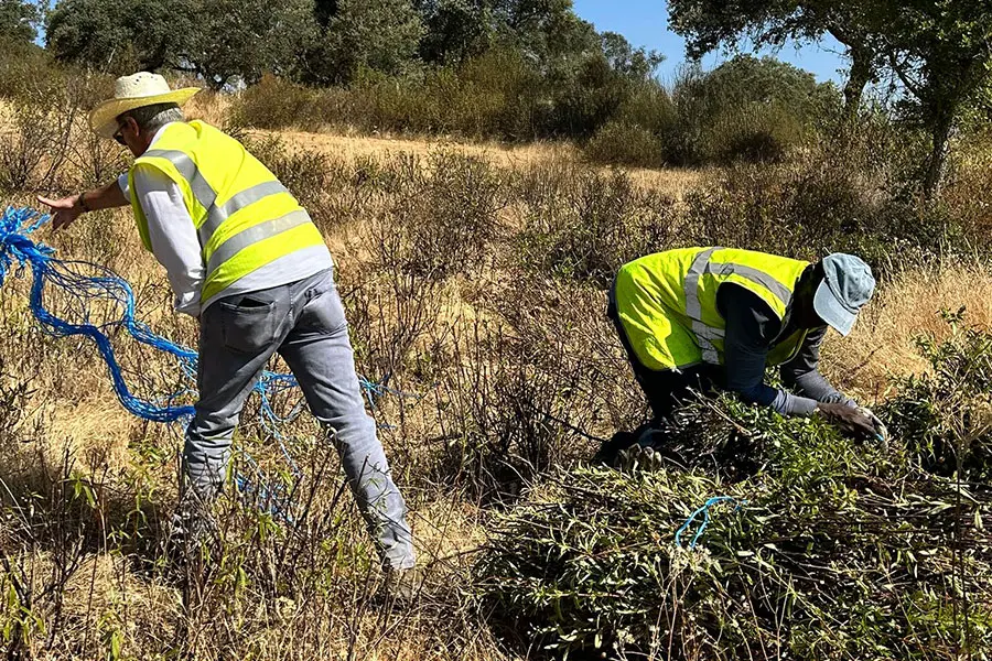 Two individuals wearing bright yellow high-visibility vests work in a grassy field, one bending down to gather cuttings while the other manages a blue rope nearby. Surrounding them are sparse shrubs under a clear blue sky, indicating a sunny day.