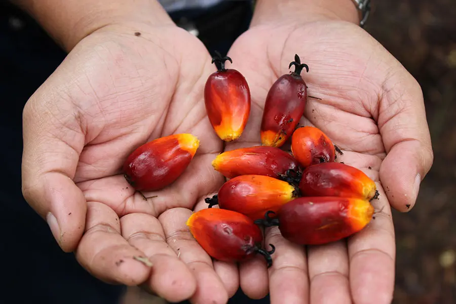 Hands hold a collection of bright red and orange palm fruit, showcasing their glossy skin and vibrant colours. The setting appears natural, with a hint of soil on the palms, suggesting recent harvesting.