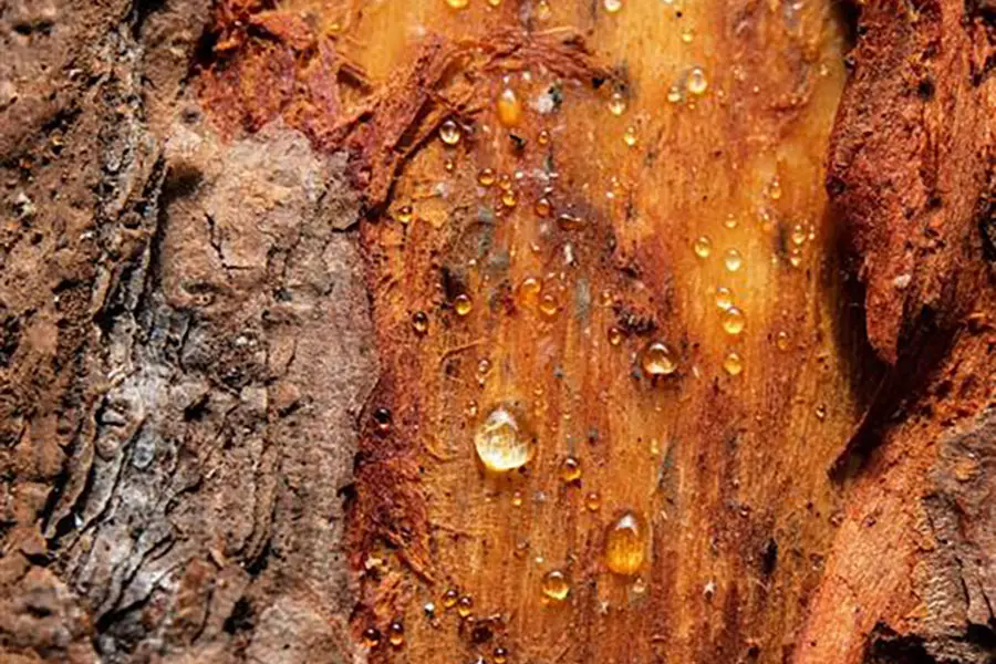 Golden droplets of gum are oozing from the textured, reddish-brown bark of a pine tree, highlighting the rich, natural wood tones and organic patterns on the surface.