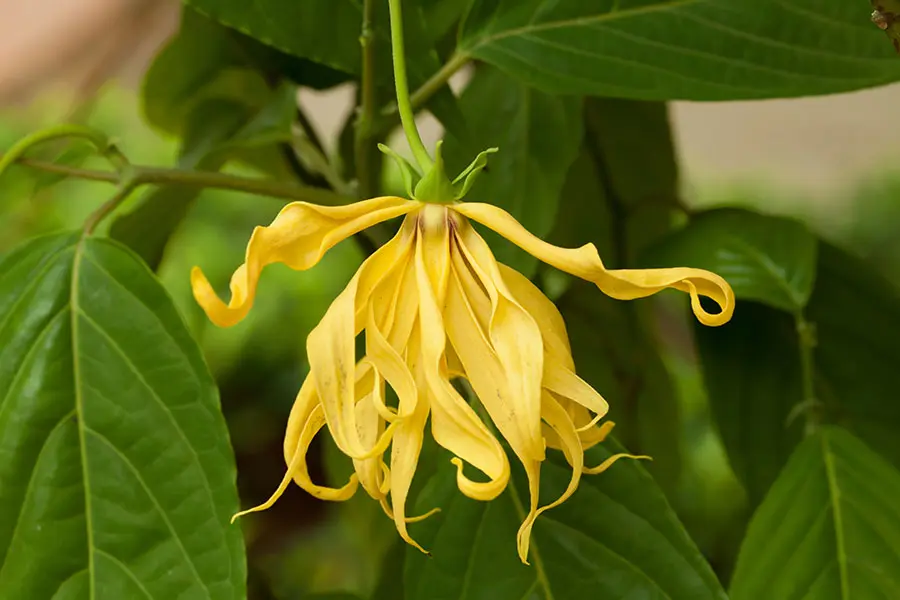A vibrant yellow ylang-ylang flower hangs gracefully from a green stem, surrounded by lush green leaves. The flower's long, curling petals create a striking, delicate appearance.