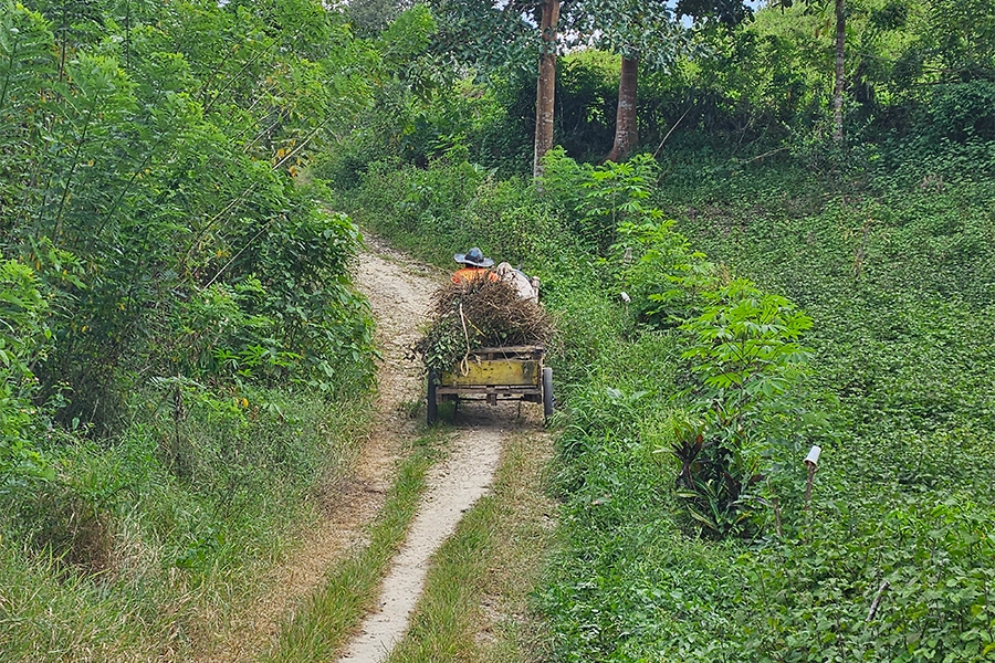 Patchouli harvesting