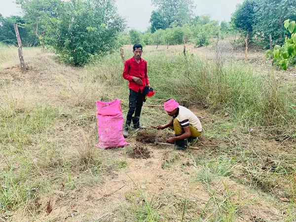Two men are working in a grassy field, one standing and the other crouched down digging with a tool. A large pink sack is nearby, indicating their agricultural activity around cypriol. The setting features sparse trees and a calm, overcast sky.