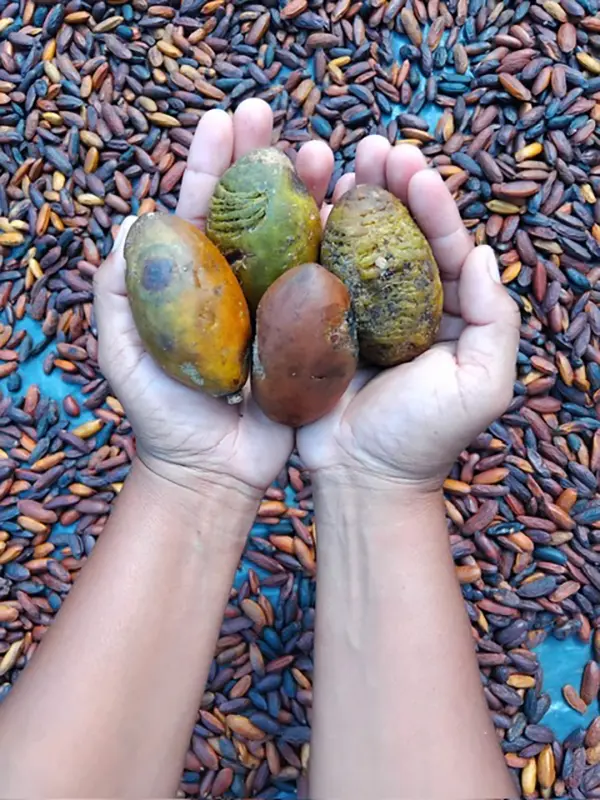 Four colourful tonka beans are held in hands above a bed of tonka beans. The setting suggests a focus on biodiversity and agriculture.