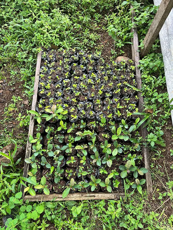 A shaded wooden frame filled with seedling pots shows young yerba-maté plants with vibrant green leaves, surrounded by lush green grass and foliage, suggesting an active growing environment.