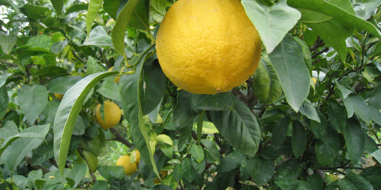 Bergamot in Italy