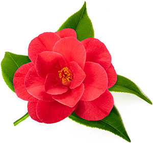 Red camellia