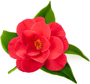 Red camellia Red camellia