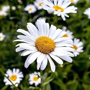 Chamomile flower