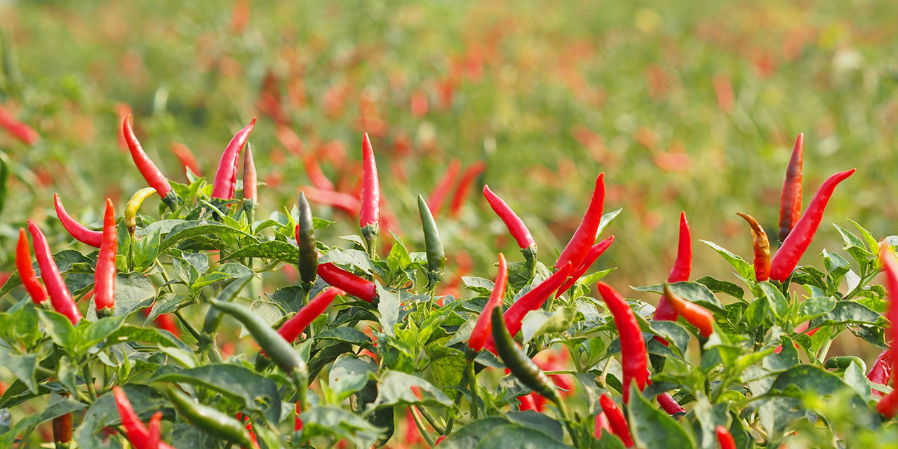 India chilli
