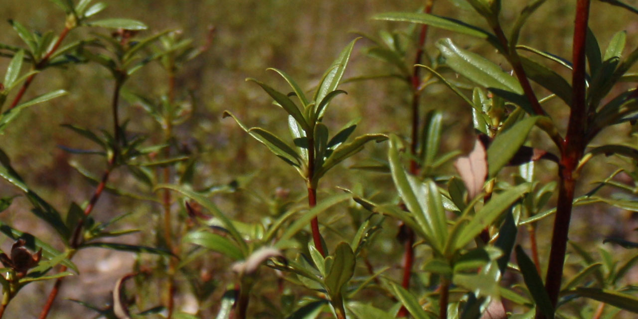 Cistus in Spain