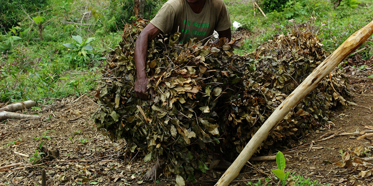 Clove in Madagascar