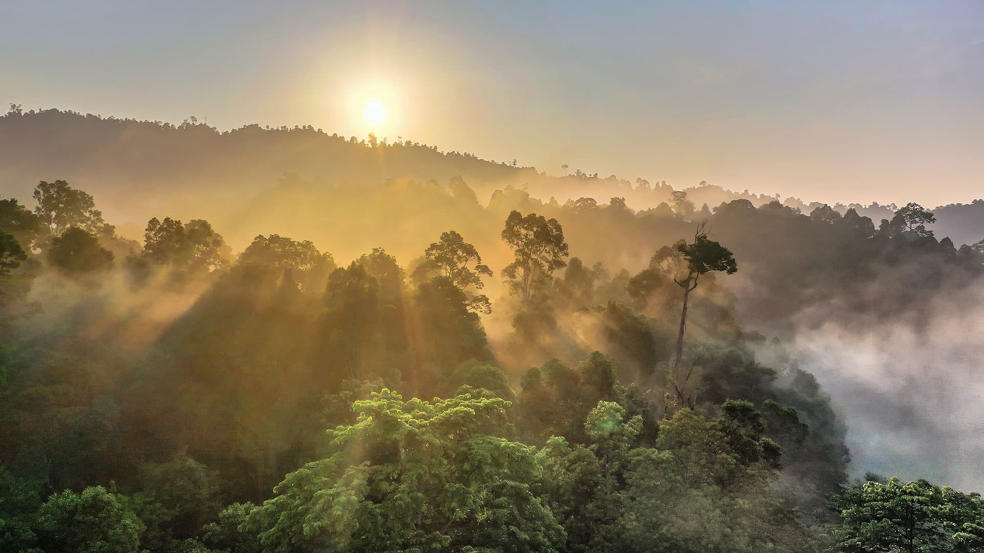 Forest sunrise