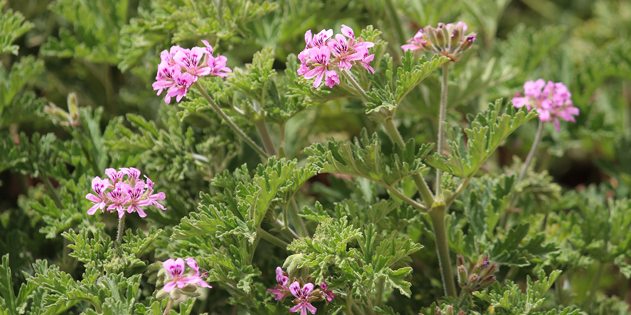 Geranium in Egypt