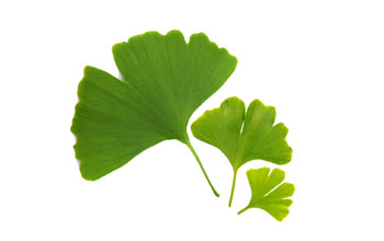 Ginkgo