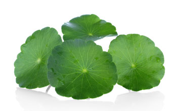 Gotu kola