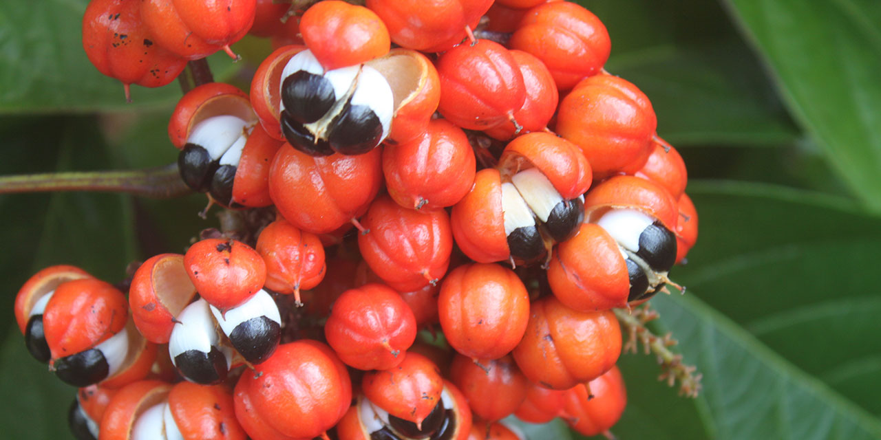 Guarana in Brazil