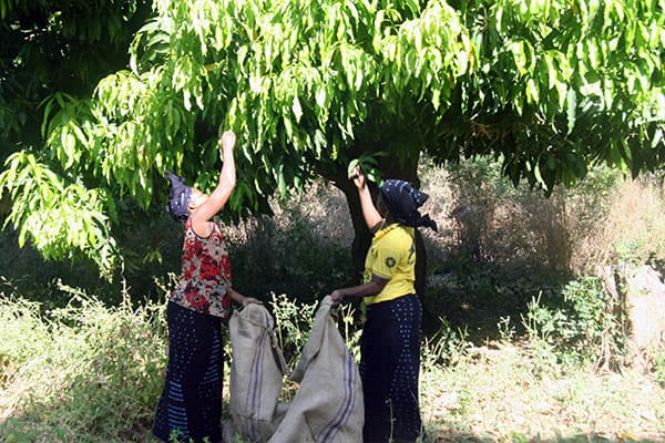 Harvesting mango leaves in Burkina Faso