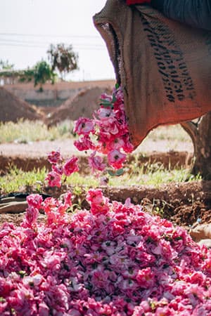 Harvesting rose in Morocco