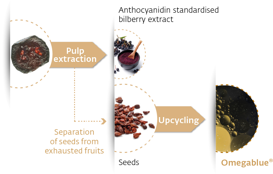 Infographic on upcycling of bilberries